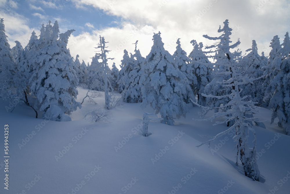 蔵王の景色　真っ白な霧の中の樹氷スノーモンスター