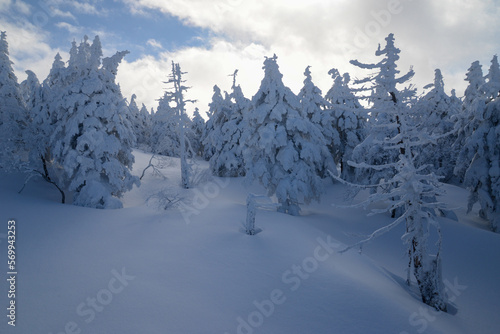 蔵王の景色 真っ白な霧の中の樹氷スノーモンスター