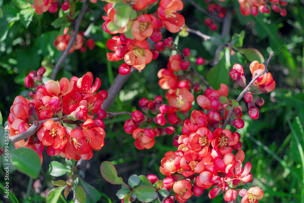 Japanese quince shrub in bloom in spring, spring background with blooming red flowers on tree branches Japanese quince shrub in bloom in spring, spring background with blooming red flowers on tree branches
