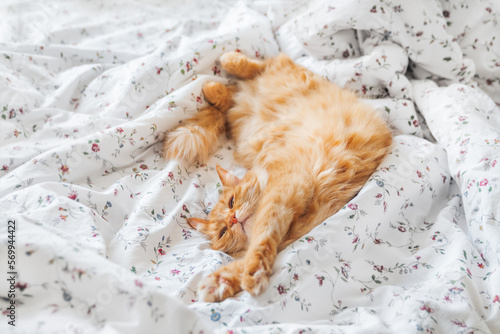Cute ginger cat sleeps in bed. Fluffy pet lies belly up on white linen. Comfort place for domestic animal to relax.