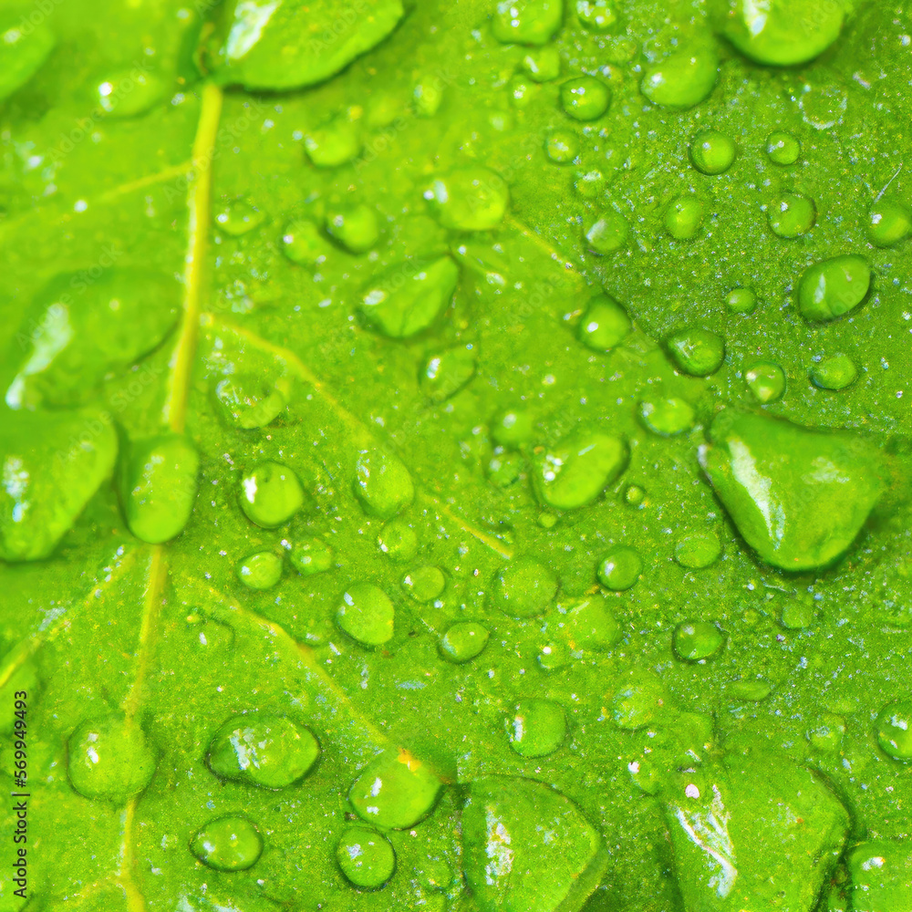 Oak Tee Leaf Close Up Oak Tee Leaf Close Up