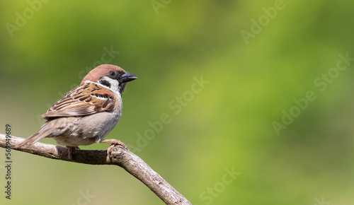 Eurasian tree sparrow, Passer montanus. A bird sits on a branch against a beautiful green background