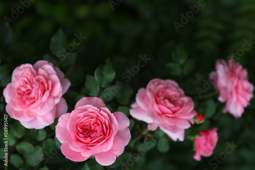 Blurred floral background. Close-up of a pink rose in the garden © IvSky