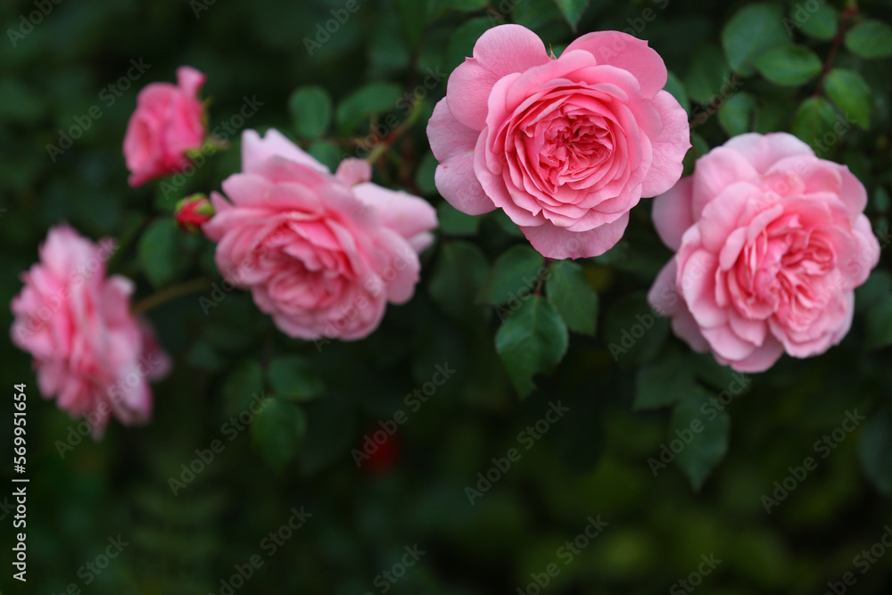 Blurred floral background. Close-up of a pink rose in the garden Blurred floral background. Close-up of a pink rose in the garden
