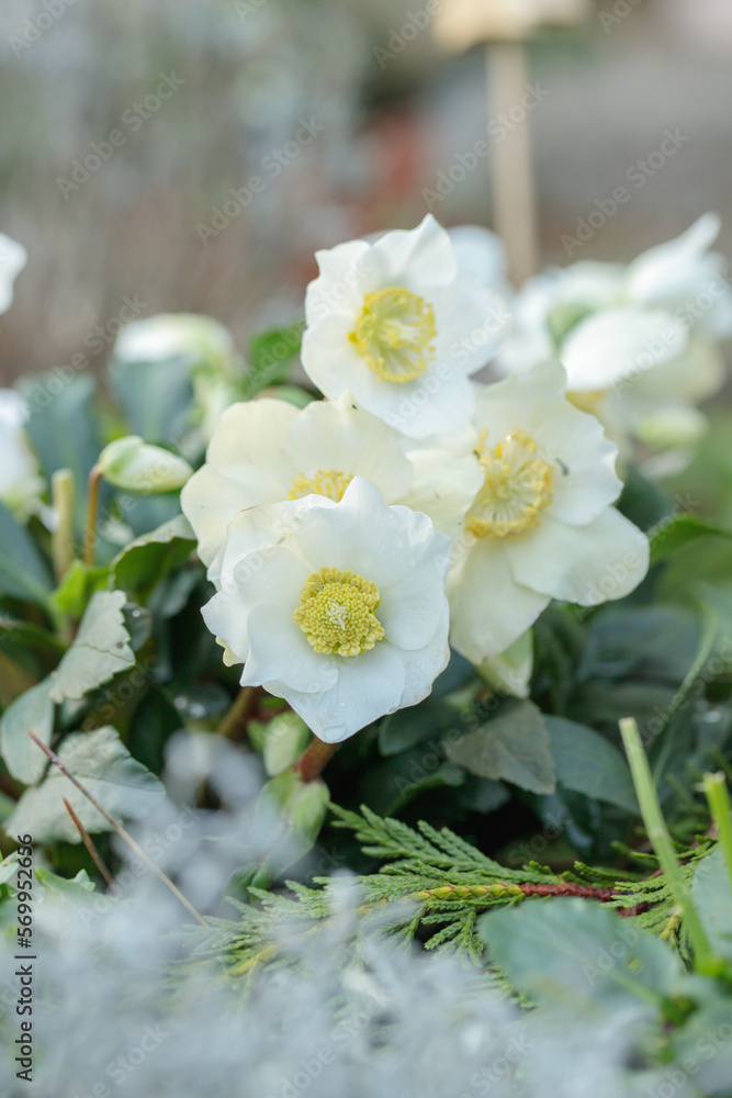 Blooming cultivar of a Christmas rose (Helleborus niger). Blooming cultivar of a Christmas rose (Helleborus niger).