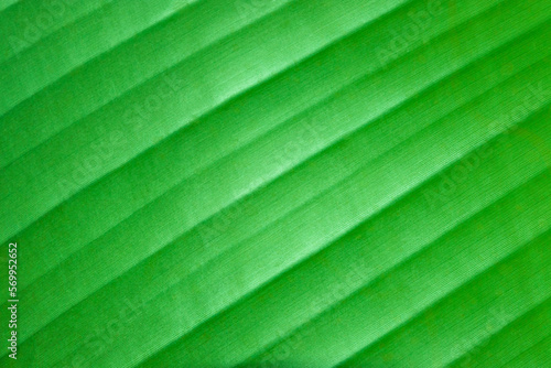 Green leaf natural abstract background for wallpaper, banner, card or template design. Sustainability and environmental concepts. Copy space. 