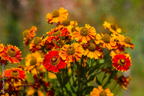 colorful red-yellow flowers of helenium autumnale taken close up with a blurred background with bokeh in sunny weather during the day