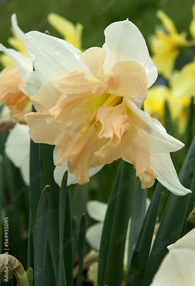 Obraz premium Narcissus in early spring