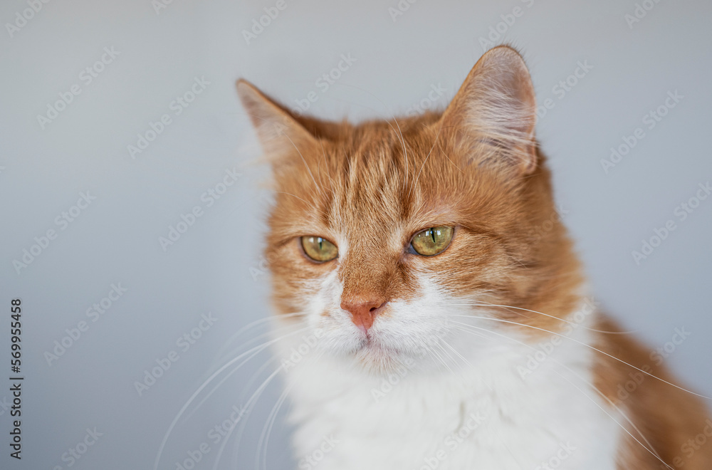 Cute house red cat posing on light background at home, national cats day, domestic pet
