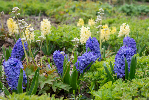 Beautiful field with large blue and yellow hyacinths in close-up. A modern flower bed of ornamental plants of Mukdenia and Geranium. Photo with an early bulbous plant in the park in spring.