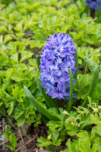 Beautiful one blue hyacinth close-up against the background of green foliage of ornamental plants. Photo with an early bulbous plant in the park in spring.