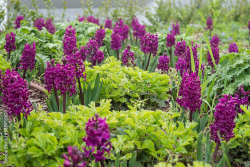 Beautiful field with bright large pink-purple hyacinths in close-up against the background of green foliage of geraniums and ornamental cereals. Photo with bulbous early plants in the park in spring.