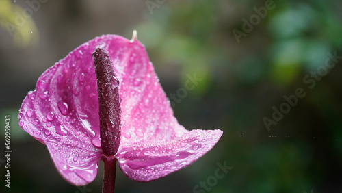 Flamingo flower, Pigtail Anthurium or Pigtail flamingo flower