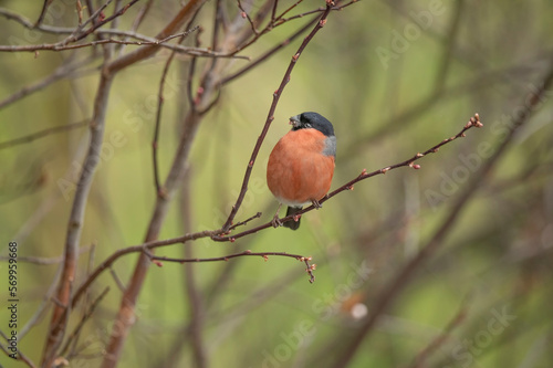 Bullfinch, male perched on a branch in the spring close up in a forest © Digital Nature 