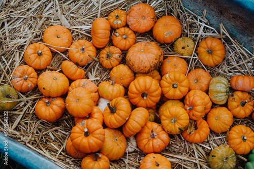 variety of pumpkins on hay background, autumn harvest, halloween concept