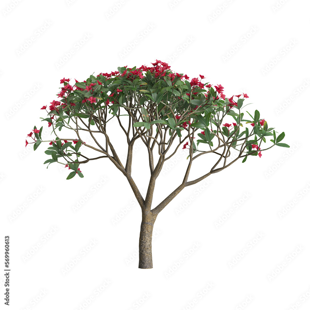 3d illustration of plumeria rubra tree isolated on transparent