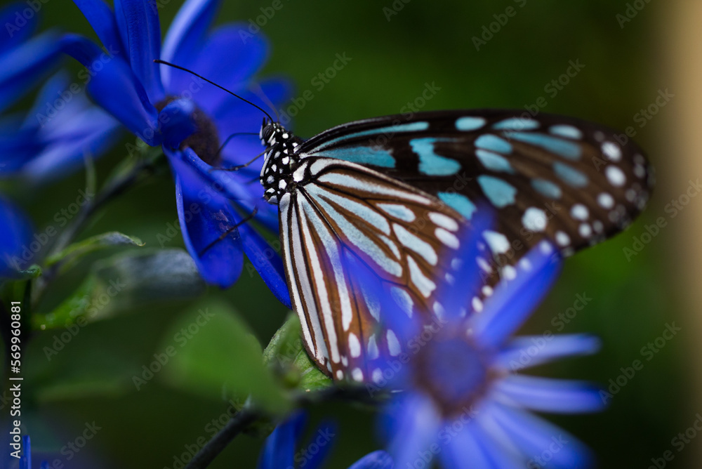 Naklejka premium アサギマダラ