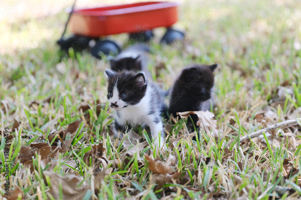 Kittens exploring in spring or summer grass outdoors.