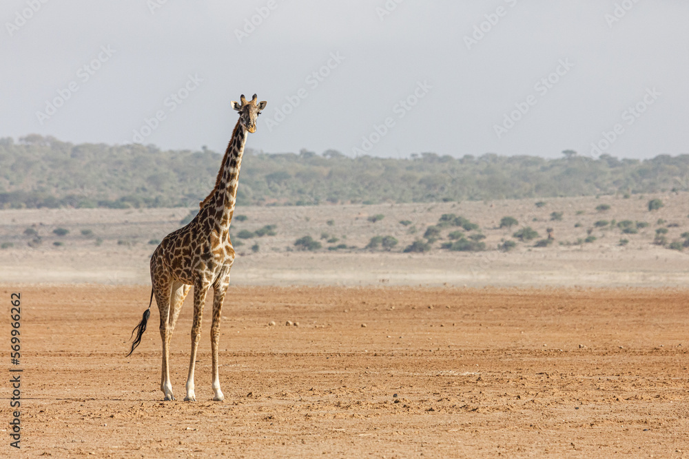 Obraz premium giraffes on the savannah