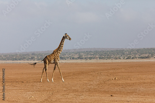 Photography giraffes on the savannah