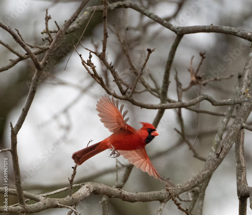 Northern Cardinal in Flight