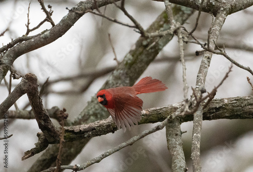 Northern Cardinal in Flight