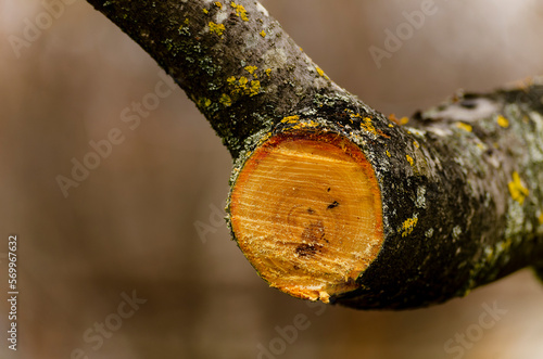 Sawing a large tree branch. Sanitary pruning of diseased damaged branches. The concept of caring for fruit trees in spring and autumn.