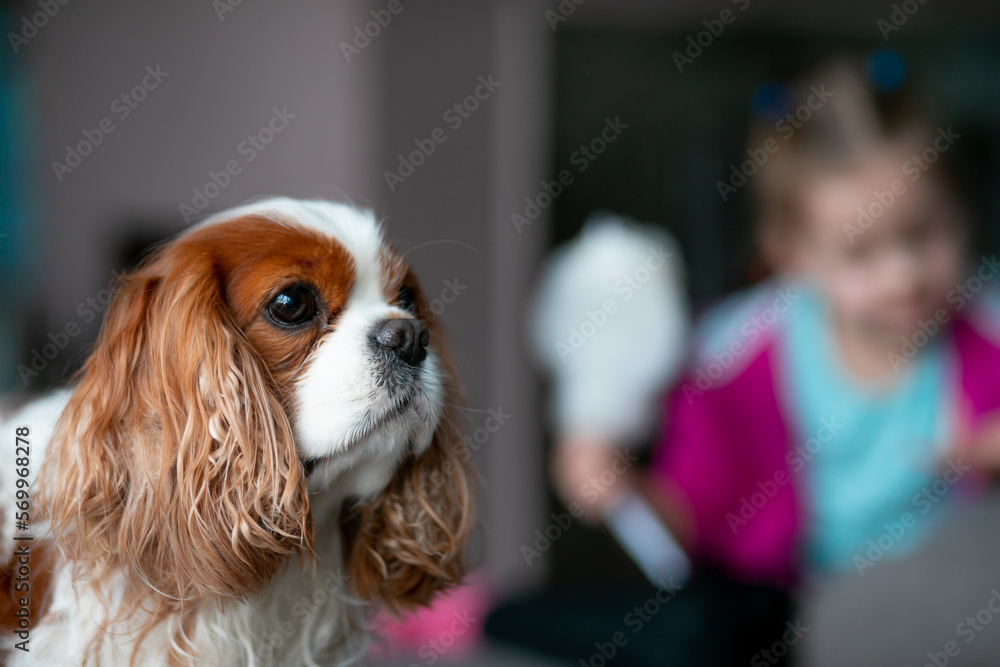 Adorable spaniel closeup, little girl eat cotton candy on blurry background. Selective focus on spaniel dog muzzle.