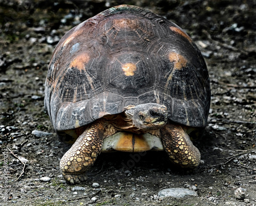 Radiated tortoise in its enclosure. Latin name - Astrochelys radiata 