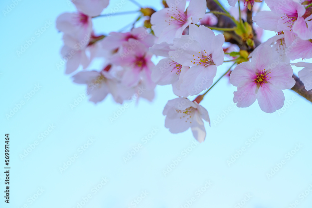 青空と満開の桜