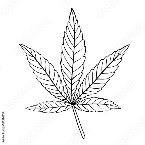 simplicity cannabis leaf freehand drawing flat design. © tanarch