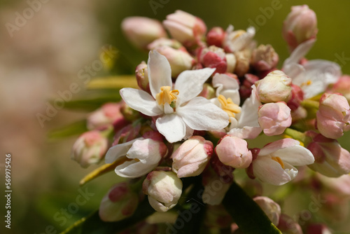 Mexican Mock Orange evergreen shrub. Spring and Summer background