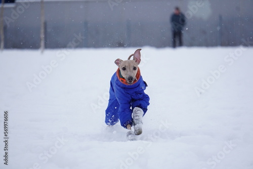 Levretka runs in the snow photo