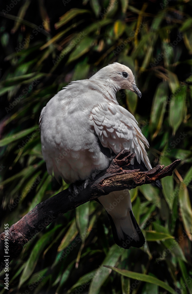 Pied imperial pigeons on the branch. Latin name - Ducula bicolor	