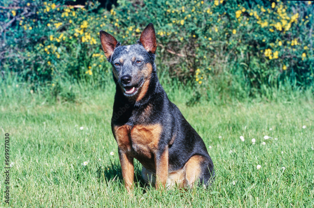Australian Cattle Dog sitting in grassy field in sun Australian Cattle Dog sitting in grassy field in sun