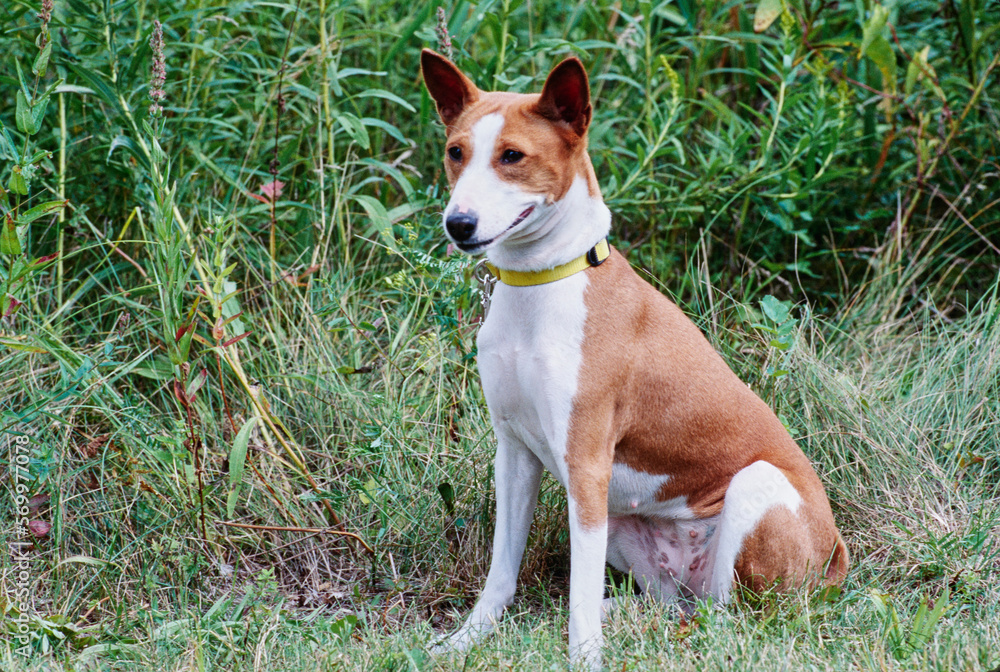 Basenji with yellow collar sitting in tall grass in field