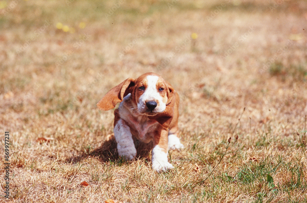 Basset Hound puppy running through yard outside