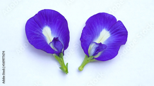 Close up fresh butterfly pea flower or blue pea, bluebellvine ,cordofan pea, bunga telang.telang photo