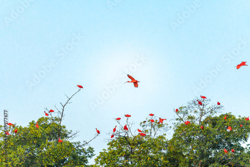 flock of Guarás in the Delta do Parnaiba Maranhão Brazil photo