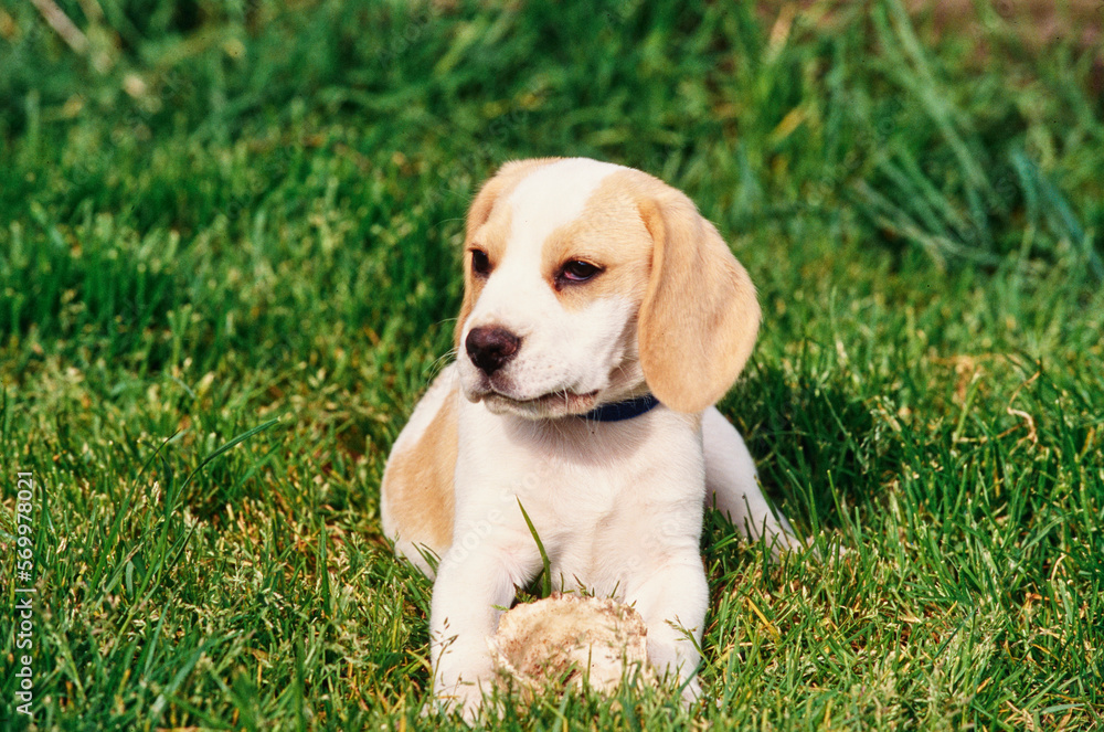 Beagle puppy resting in grass in yard with toy