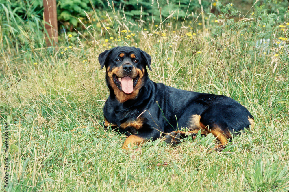 Rottweiler laying in some grass