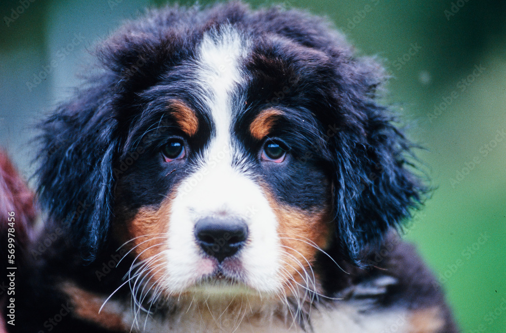 Close up Bernese Mountain Dog puppy