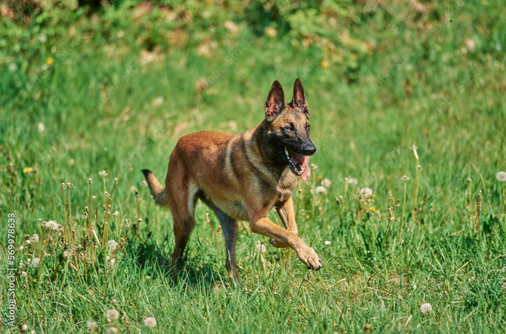 Belgian Shepherd outside running fast through field scattered with dandelions