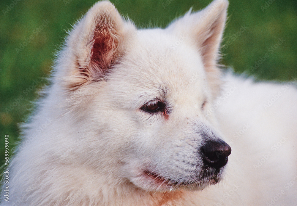 Close up of Samoyed in grass Close up of Samoyed in grass