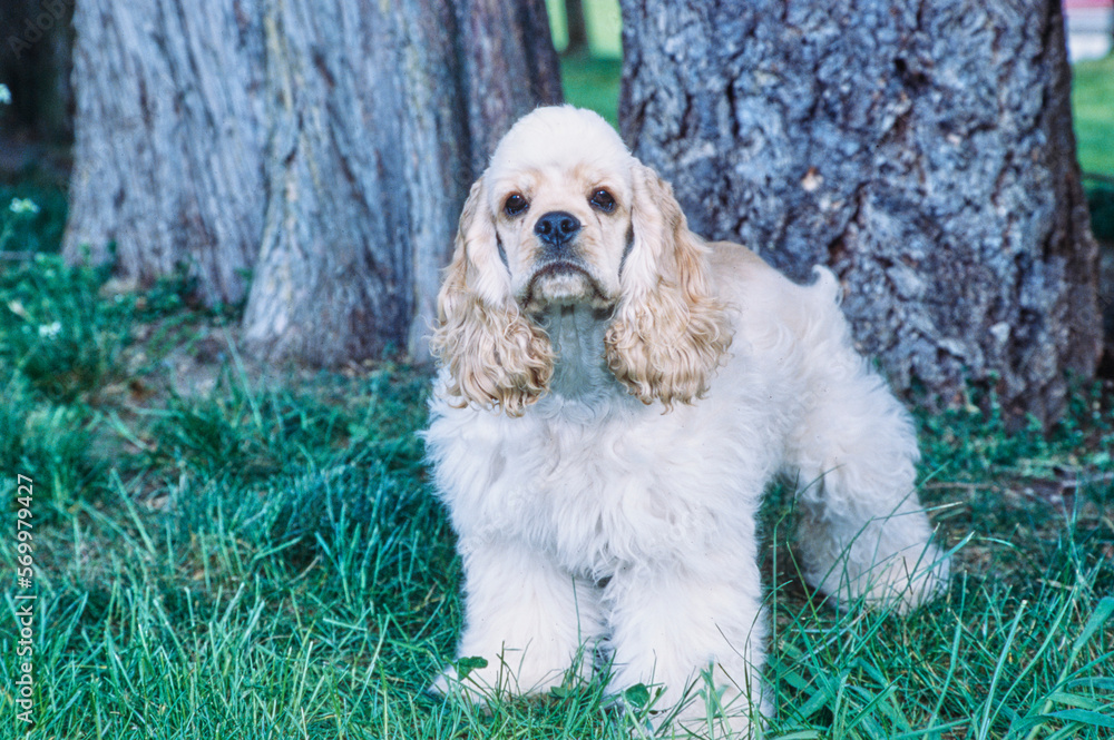American Cocker Spaniel standing in front of tree trunks outside in grass