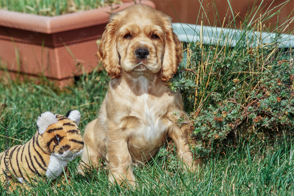 Cute American Cocker Spaniel puppy sitting with tiger stuffed toy in garden outside Cute American Cocker Spaniel puppy sitting with tiger stuffed toy in garden outside
