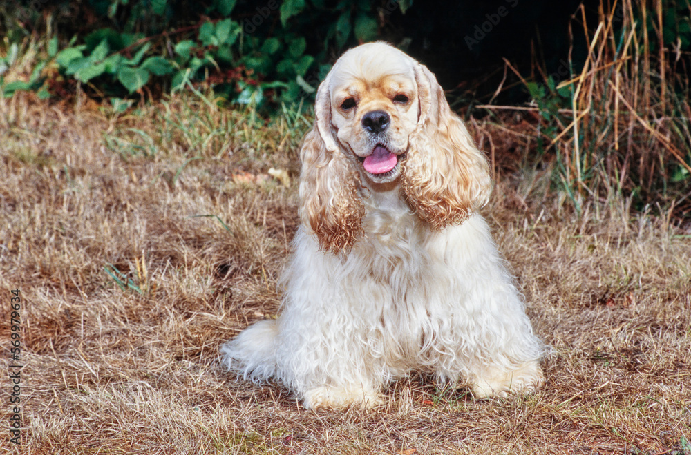 American Cocker Spaniel sitting outside in brown grass American Cocker Spaniel sitting outside in brown grass