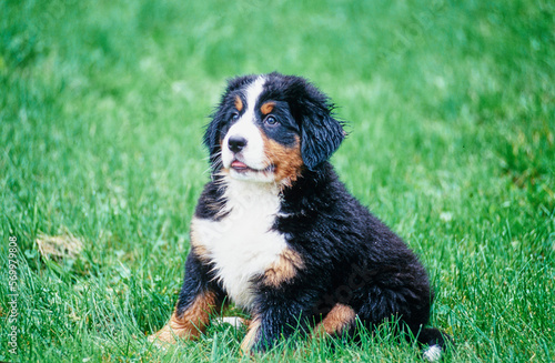 Bernese Mountain Dog puppy sitting in grass field and looking to the side