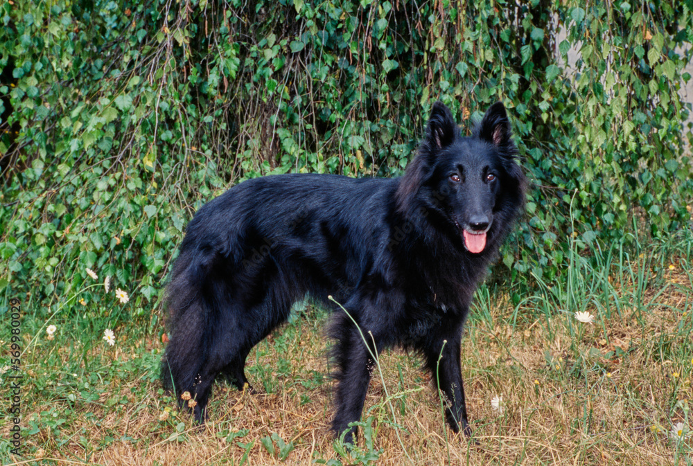 Long-haired black Belgian Shepherd outside in grass in front of bushes Long-haired black Belgian Shepherd outside in grass in front of bushes