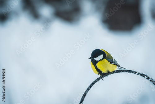 Blue tit perched by a birdfeeder during a cold winters day.